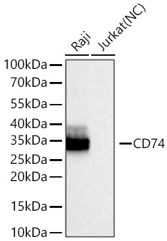 Western blot analysis of various lysates using CD74 Rabbit mAb at 1:200000 dilution incubated overnight at 4℃.|Secondary antibody: HRP-conjugated Goat anti-Rabbit IgG (H+L) at 1:10000 dilution.|Lysates/proteins: 25 μg per lane.|Blocking buffer: 3% nonfat dry milk in TBST.|Detection: ECL Basic Kit.|Negative control (NC): Jurkat|Exposure time: 10s.