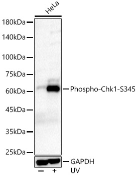 Western blot analysis of lysates from HeLa cells,using Phospho-Chk1-S345 Rabbit mAb at1:2000 dilution. HeLa cells were treated with UV at room temperature for 15-30 minutes.|Secondary antibody: HRP-conjugated Goat anti-Rabbit IgG (H+L) at 1:10000 dilution.|Lysates/proteins: 25μg per lane.|Blocking buffer: 3% nonfat dry milk in TBST.|Detection: ECL Basic Kit.|Exposure time: 180s.