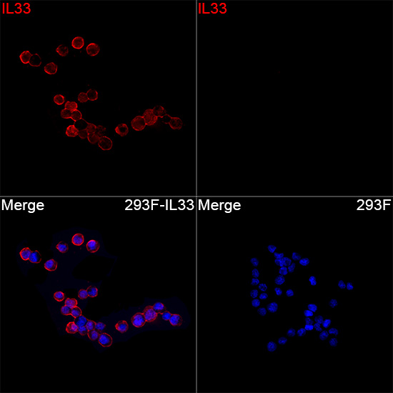 Immunofluorescence analysis of 293F cells transfected with IL33 using IL33 Rabbit mAb at a dilution of 1:200 (40x lens). Secondary antibody: Cy3-conjugated Goat anti-Rabbit IgG (H+L) at 1:500 dilution. Blue: DAPI for nuclear staining.