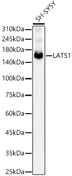 Western blot analysis of lysates from SH-SY5Y cells, using LATS1 Rabbit mAb at1:2000 dilution.|Secondary antibody: HRP-conjugated Goat anti-Rabbit IgG (H+L) at 1:10000 dilution.|Lysates/proteins: 25μg per lane.|Blocking buffer: 3% nonfat dry milk in TBST.|Detection: ECL Basic Kit.|Exposure time: 90s.