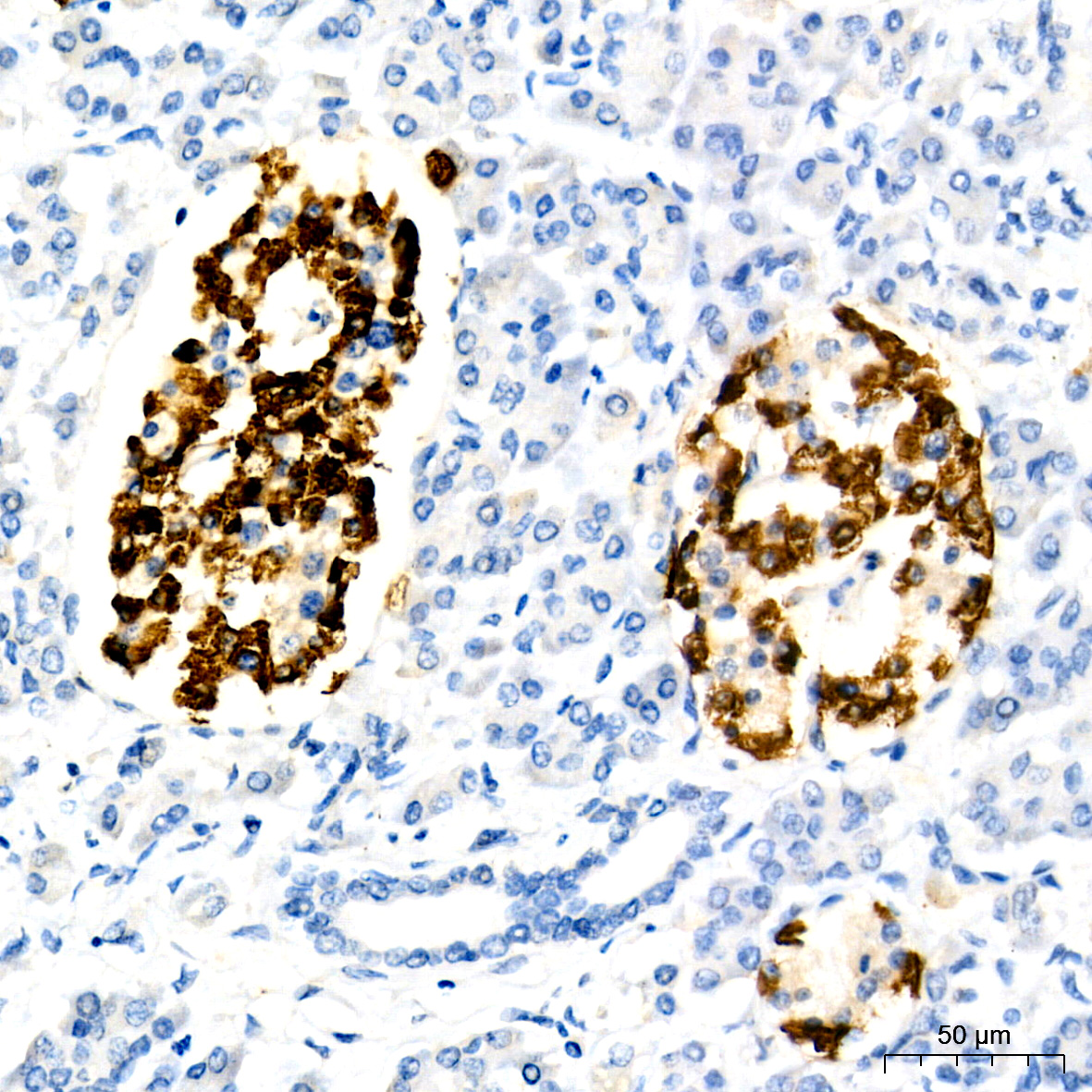 Immunohistochemistry analysis of paraffin-embedded Human pancreas using Glucagon Rabbit mAb at dilution of 1:2500 (40x lens). High pressure antigen retrieval performed with 0.01M Tris/EDTA Buffer (pH 9.0) prior to IHC staining.