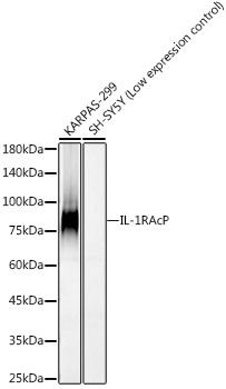 Western blot analysis of various lysates, using IL-1RAcP Rabbit mAb at1:2000 dilution.|Secondary antibody: HRP-conjugated Goat anti-Rabbit IgG (H+L) at 1:10000 dilution.|Lysates/proteins: 25μg per lane.|Blocking buffer: 3% nonfat dry milk in TBST.|Detection: ECL Basic Kit.|Exposure time: 90s.