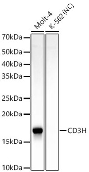 Western blot analysis of various lysates, using CD3H Rabbit mAb at  1:2000 dilution.|Secondary antibody: HRP-conjugated Goat anti-Rabbit IgG (H+L) at 1:10000 dilution.|Lysates/proteins: 25μg per lane.|Blocking buffer: 3% nonfat dry milk in TBST.|Detection: ECL Basic Kit.|Negative control (NC): K-562.|Exposure time: 90s.