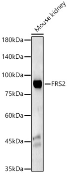 Western blot analysis of lysates from Mouse kidney, using FRS2 Rabbit mAb at  1:1000 dilution.|Secondary antibody: HRP-conjugated Goat anti-Rabbit IgG (H+L) at 1:10000 dilution.|Lysates/proteins: 25μg per lane.|Blocking buffer: 3% nonfat dry milk in TBST.|Detection: ECL Basic Kit.|Exposure time: 60s.