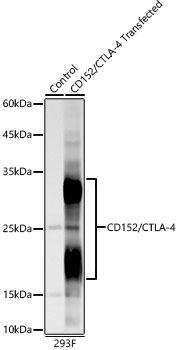 Western blot analysis of lysates from wild type (WT) and 293F cells transfected with CD152/CTLA-4 using CD152/CTLA-4 Rabbit mAb at 1:8000 dilution.|Secondary antibody: HRP-conjugated Goat anti-Rabbit IgG (H+L) at 1:10000 dilution.|Lysates/proteins: 25μg per lane.|Blocking buffer: 3% nonfat dry milk in TBST.|Detection: ECL Basic Kit.|Exposure time: 60s.