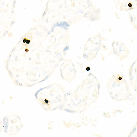Immunohistochemistry analysis of paraffin-embedded Human placenta using CD66b/CEACAM8 Rabbit mAb at dilution of 1:1000 (40x lens). High pressure antigen retrieval performed with 0.01M Citrate buffer (pH 6.0) prior to IHC staining.