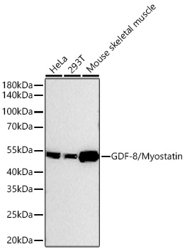 Western blot analysis of various lysates using GDF-8/Myostatin Rabbit mAb at 1:10000 dilution incubated overnight at 4℃.|Secondary antibody: HRP-conjugated Goat anti-Rabbit IgG (H+L) at 1:10000 dilution.|Lysates/proteins: 25 μg per lane.|Blocking buffer: 3% nonfat dry milk in TBST.|Detection: ECL Basic Kit.|Exposure time: 45s.