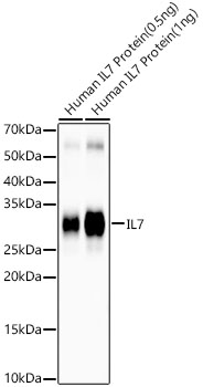 Western blot analysis of various lysates, using IL7 Rabbit mAb at 1:30000 dilution.|Secondary antibody: HRP-conjugated Goat anti-Rabbit IgG (H+L) at 1:10000 dilution.|Lysates/proteins: 25μg per lane.|Blocking buffer: 3% nonfat dry milk in TBST.|Detection: ECL Enhanced Kit.|Exposure time: 120s.