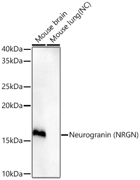 Western blot analysis of various lysates using Neurogranin (NRGN) Rabbit mAb at 1:1000 dilution incubated overnight at 4℃.|Secondary antibody: HRP-conjugated Goat anti-Rabbit IgG (H+L) at 1:10000 dilution.|Lysates/proteins: 25 μg per lane.|Blocking buffer: 3% nonfat dry milk in TBST.|Detection: ECL Enhanced Kit.|Negative control (NC): Mouse lung|Exposure time: 45s.