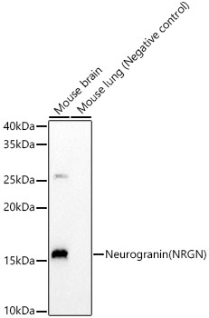 Western blot analysis of various lysates using Neurogranin (NRGN) Rabbit mAb at 1 : 1000 dilution.|Secondary antibody: HRP-conjugated Goat anti-Rabbit IgG (H+L) at 1:10000 dilution.|Lysates/proteins: 25 μg per lane.|Blocking buffer: 3% nonfat dry milk in TBST.|Detection: ECL Basic Kit.|Negative control (NC): Mouse lung.|Exposure time: 180 s.