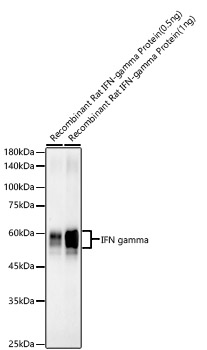 Western blot analysis of Recombinant Rat IFN-gamma Protein , using IFN gamma Rabbit mAb at 1:1000 dilution.|Secondary antibody: HRP-conjugated Goat anti-Rabbit IgG (H+L) at 1:10000 dilution.|Lysates/proteins: 1ng/0.5ng per lane.|Blocking buffer: 3% nonfat dry milk in TBST.|Detection: ECL Basic Kit.|Exposure time: 120s.