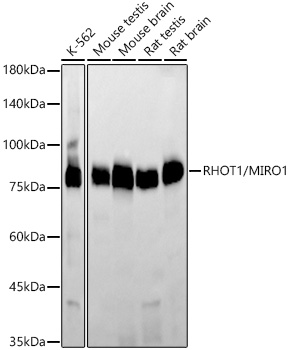 Western blot analysis of various lysates, using [KD Validated] RHOT1/MIRO1 Rabbit mAb at  1:2000 dilution.|Secondary antibody: HRP-conjugated Goat anti-Rabbit IgG (H+L) at 1:10000 dilution.|Lysates/proteins: 25μg per lane.|Blocking buffer: 3% nonfat dry milk in TBST.|Detection: ECL Basic Kit.|Exposure time: 60s.
