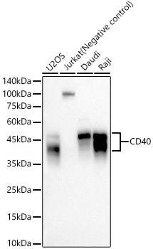 Western blot analysis of various lysates, using CD40 Rabbit mAb at  1:1500 dilution.|Secondary antibody: HRP-conjugated Goat anti-Rabbit IgG (H+L) at 1:10000 dilution.|Lysates/proteins: 25 μg per lane.|Blocking buffer: 3% nonfat dry milk in TBST.|Detection: ECL Basic Kit.|Negative control (NC):Jurkat.|Exposure time: 60 s.