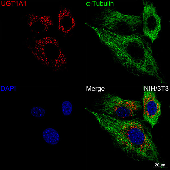 Confocal imaging of NIH/3T3 cells using UGT1A1 Rabbit mAb (Red). The cells were counterstained with α-Tubulin Mouse mAb (Green). DAPI was used for nuclear staining (Blue). Objective: 60x.