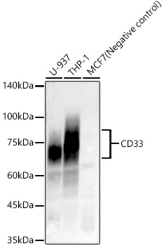 Western blot analysis of various lysates, using CD33 Rabbit mAb at  1:7000 dilution.|Secondary antibody: HRP-conjugated Goat anti-Rabbit IgG (H+L) at 1:10000 dilution.|Lysates/proteins: 25μg per lane.|Blocking buffer: 3% nonfat dry milk in TBST.|Detection: ECL Enhanced Kit.|Exposure time: 180s.