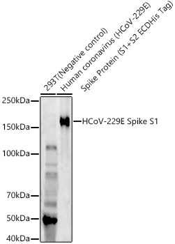 Western blot analysis of various lysates, using HCoV-229E Spike S1 Rabbit mAb at  1:800 dilution.|Secondary antibody: HRP-conjugated Goat anti-Rabbit IgG (H+L) at 1:10000 dilution.|Lysates/proteins: 25μg per lane.|Blocking buffer: 3% nonfat dry milk in TBST.|Detection: ECL Enhanced Kit.|Negative control (NC): 293T.|Exposure time: 180s.