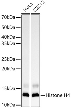 Western blot analysis of various lysates, using Histone H4 Rabbit mAb at 1:1000 dilution.|Secondary antibody: HRP-conjugated Goat anti-Rabbit IgG (H+L) at 1:10000 dilution.|Lysates/proteins: 25μg per lane.|Blocking buffer: 3% nonfat dry milk in TBST.|Detection: ECL Enhanced Kit.|Exposure time: 30s.