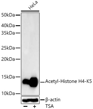 Western blot analysis of lysates from HeLa cells, using Acetyl-Histone H4-K5 Rabbit mAb at 1:10000 dilution. HeLa cells were treated with TSA (1 uM) at 37℃ for 18 hours.|Secondary antibody: HRP-conjugated Goat anti-Rabbit IgG (H+L) at 1:10000 dilution.|Lysates/proteins: 25μg per lane.|Blocking buffer: 3% nonfat dry milk in TBST.|Detection: ECL Basic Kit.|Exposure time: 30s.