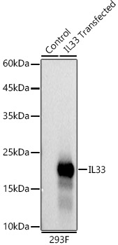Western blot analysis of lysates from wild type (WT) and 293F cells transfected with IL33 using IL33 Rabbit mAb at 1:1000 dilution.|Secondary antibody: HRP-conjugated Goat anti-Rabbit IgG (H+L) at 1:10000 dilution.|Lysates/proteins: 25μg per lane.|Blocking buffer: 3% nonfat dry milk in TBST.|Detection: ECL Basic Kit.|Exposure time: 0.5s.