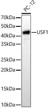 Western blot analysis of lysates from PC-12 cells, using [KD Validated] USF1 Rabbit mAb at 1:10000 dilution.|Secondary antibody: HRP-conjugated Goat anti-Rabbit IgG (H+L) at 1:10000 dilution.|Lysates/proteins: 25μg per lane.|Blocking buffer: 3% nonfat dry milk in TBST.|Detection: ECL Basic Kit.|Exposure time: 60s.