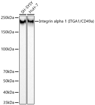Western blot analysis of various lysates using Integrin alpha 1 (ITGA1/CD49a) Rabbit mAb at 1:30000 dilution incubated overnight at 4℃.|Secondary antibody: HRP-conjugated Goat anti-Rabbit IgG (H+L) at 1:10000 dilution.|Lysates/proteins: 25 μg per lane.|Blocking buffer: 3% nonfat dry milk in TBST.|Detection: ECL Basic Kit.|Exposure time: 60 s.
