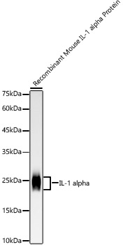 Western blot analysis of Recombinant Mouse IL-1 alpha Protein using IL-1 alpha Rabbit mAb at 1:10000 dilution.|Secondary antibody: HRP-conjugated Goat anti-Rabbit IgG (H+L) at 1:10000 dilution.|Lysates/proteins: 10 ng per lane.|Blocking buffer: 3% nonfat dry milk in TBST.|Detection: ECL Basic Kit.|Exposure time: 180 s.