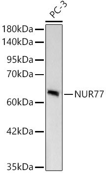 Western blot analysis of lysates from PC-3 cells, using [KD Validated] NUR77 Rabbit mAb at 1:1000 dilution.|Secondary antibody: HRP-conjugated Goat anti-Rabbit IgG (H+L) at 1:10000 dilution.|Lysates/proteins: 25μg per lane.|Blocking buffer: 3% nonfat dry milk in TBST.|Detection: ECL Basic Kit.|Exposure time: 10s.