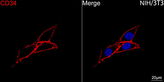 Confocal imaging of NIH/3T3 cells using CD34 Rabbit mAb followed by a further incubation with Cy3 Goat Anti-Rabbit IgG (H+L) (Red). DAPI was used for nuclear staining (Blue). Objective: 100x.