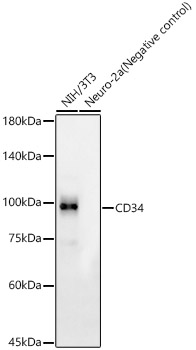 Western blot analysis of various lysates, using CD34 Rabbit mAb at  1:1000 dilution.|Secondary antibody: HRP-conjugated Goat anti-Rabbit IgG (H+L) at 1:10000 dilution.|Lysates/proteins: 25μg per lane.|Blocking buffer: 3% nonfat dry milk in TBST.|Detection: ECL Enhanced Kit.|Exposure time: 180s.
