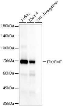 Western blot analysis of various lysates, using ITK/EMT Rabbit mAb at 1:5000 dilution.|Secondary antibody: HRP-conjugated Goat anti-Rabbit IgG (H+L) at 1:10000 dilution.|Lysates/proteins: 25μg per lane.|Blocking buffer: 3% nonfat dry milk in TBST.|Detection: ECL Basic Kit.|Exposure time: 180s.