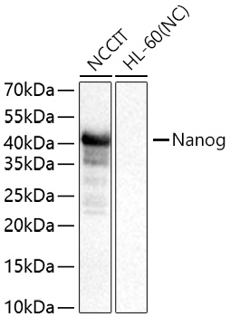 Western blot analysis of various lysates using Nanog Rabbit mAb at 1:1000 dilution incubated at room temperature for 1.5 hours.|Secondary antibody: HRP-conjugated Goat anti-Rabbit IgG (H+L) at 1:10000 dilution.|Lysates/proteins: 25 μg per lane.|Blocking buffer: 3% nonfat dry milk in TBST.|Detection: ECL Basic Kit.|Negative control (NC): HL-60.|Exposure time: 1 s.