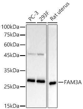 Western blot analysis of various lysates using FAM3A Rabbit mAb at 1:6000 dilution.| Secondary antibody: HRP-conjugated Goat anti-Rabbit IgG (H+L) at 1:10000 dilution.| Lysates / proteins: 25 μg per lane.| Blocking buffer: 3 % nonfat dry milk in TBST.| Detection: ECL Basic Kit.| Exposure time: 180s.