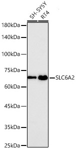 Western blot analysis of various lysates, using SLC6A2 Rabbit mAb at 1:10000 dilution.|Secondary antibody: HRP-conjugated Goat anti-Rabbit IgG (H+L) at 1:10000 dilution.|Lysates/proteins: 25μg per lane.|Blocking buffer: 3% nonfat dry milk in TBST.|Detection: ECL Basic Kit.|Exposure time: 180s.