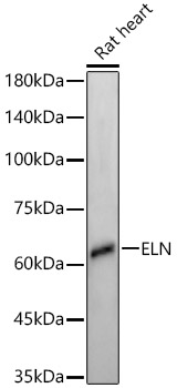 Western blot analysis of lysates from Rat heart, using ELN Rabbit mAb at  1:1000 dilution.|Secondary antibody: HRP-conjugated Goat anti-Rabbit IgG (H+L) at 1:10000 dilution.|Lysates/proteins: 25μg per lane.|Blocking buffer: 3% nonfat dry milk in TBST.|Detection: ECL Enhanced Kit.|Exposure time: 180s.