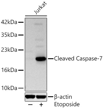 Western blot analysis of lysates from Jurkat cells using Cleaved Caspase-7 Rabbit mAb at 1:1000 dilution incubated overnight at 4℃. Jurkat cells were treated with Etoposide (25 μM) at 37℃ for 5 hours.|Secondary antibody: HRP-conjugated Goat anti-Rabbit IgG (H+L) at 1:10000 dilution.|Lysates/proteins: 25 μg per lane.| Blocking buffer: 3% nonfat dry milk in TBST.| Detection: ECL Basic Kit.| Exposure time: 30s.