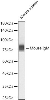 Western blot analysis of lysates from Mouse spleen using Mouse IgM Rabbit mAb at 1:3000 dilution incubated overnight at 4℃.|Secondary antibody: HRP-conjugated Goat anti-Rabbit IgG (H+L) at 1:10000 dilution.|Lysates/proteins: 25 μg per lane.|Blocking buffer: 3% nonfat dry milk in TBST.|Detection: ECL Basic Kit.|Exposure time: 10s.