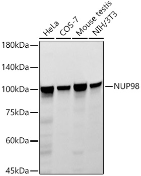 Western blot analysis of various lysates using NUP98 Rabbit mAb at 1:1000 dilution incubated overnight at 4℃.|Secondary antibody: HRP-conjugated Goat anti-Rabbit IgG (H+L) at 1:10000 dilution.|Lysates/proteins: 25 μg per lane.|Blocking buffer: 3% nonfat dry milk in TBST.|Detection: ECL Basic Kit.|Exposure time: 60s.