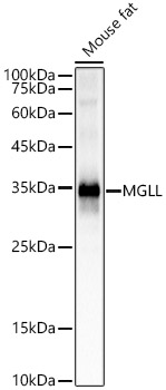 Western blot analysis of lysates from mouse fat, using MGLL Rabbit mAb at 1:2000 dilution.|Secondary antibody: HRP-conjugated Goat anti-Rabbit IgG (H+L) at 1:10000 dilution.|Lysates/proteins: 25μg per lane.|Blocking buffer: 3% nonfat dry milk in TBST.|Detection: ECL Basic Kit.|Exposure time: 1s.
