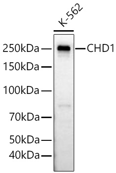 Western blot analysis of lysates from K-562 cells using CHD1 Rabbit mAb at 1:1000 dilution incubated overnight at 4℃.|Secondary antibody: HRP-conjugated Goat anti-Rabbit IgG (H+L) at 1:10000 dilution.|Lysates/proteins: 25 μg per lane.|Blocking buffer: 3% nonfat dry milk in TBST.|Detection: ECL Basic Kit.|Exposure time: 45 s.
