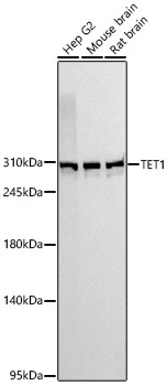Western blot analysis of various lysates using TET1 Rabbit mAb at 1:1000 dilution incubated overnight at 4℃.|Secondary antibody: HRP-conjugated Goat anti-Rabbit IgG (H+L) at 1:10000 dilution.|Lysates/proteins: 25 μg per lane.|Blocking buffer: 3% nonfat dry milk in TBST.|Detection: ECL Basic Kit.|Exposure time: 1s.