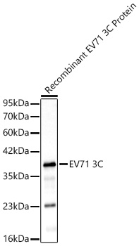 Western blot analysis lysates of recombinant EV71 3C Protein, using EV71 3C Rabbit mAb at 1:160000 dilution.|Secondary antibody: HRP-conjugated Goat anti-Rabbit IgG (H+L) at 1:10000 dilution.|Lysates/proteins: 5ng per lane.|Blocking buffer: 3% nonfat dry milk in TBST.|Detection: ECL Basic Kit.|Exposure time: 20s.
