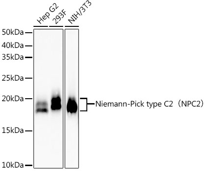 Western blot analysis of various lysates, using Niemann-Pick type C2（NPC2） Rabbit mAb at 1:2000 dilution.|Secondary antibody: HRP-conjugated Goat anti-Rabbit IgG (H+L) at 1:10000 dilution.|Lysates/proteins: 25μg per lane.|Blocking buffer: 3% nonfat dry milk in TBST.|Detection: ECL Enhanced Kit.|Exposure time: 60s.