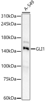 Western blot analysis of lysates from A-549 cells using GLI1 Rabbit mAb at 1:1000 dilution incubated overnight at 4℃.|Secondary antibody: HRP-conjugated Goat anti-Rabbit IgG (H+L) at 1:10000 dilution.|Lysates/proteins: 25μg per lane.|Blocking buffer: 3% nonfat dry milk in TBST.|Detection: ECL Basic Kit.|Exposure time: 60s.