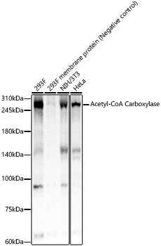 Western blot analysis of various lysates, using Acetyl-CoA Carboxylase Rabbit mAb at 1:2000 dilution.|Secondary antibody: HRP-conjugated Goat anti-Rabbit IgG (H+L) at 1:10000 dilution.|Lysates/proteins: 25μg per lane.|Blocking buffer: 3% nonfat dry milk in TBST.|Detection: ECL Basic Kit.|Exposure time: 1s.