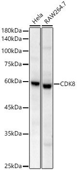 Western blot analysis of various lysates, using CDK8 Rabbit mAb at 1:2000 dilution.|Secondary antibody: HRP-conjugated Goat anti-Rabbit IgG (H+L) at 1:10000 dilution.|Lysates/proteins: 25μg per lane.|Blocking buffer: 3% nonfat dry milk in TBST.|Detection: ECL Basic Kit.|Exposure time: 90s.