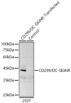 Western blot analysis of lysates from wild type (WT) and 293T cells transfected with CD299/DC-SIGNR using CD299/DC-SIGNR Rabbit mAb at 1:3000 dilution incubated overnight at 4℃.|Secondary antibody: HRP-conjugated Goat anti-Rabbit IgG (H+L) at 1:10000 dilution.|Lysates/proteins: 20 μg per lane.|Blocking buffer: 3% nonfat dry milk in TBST.|Detection: ECL Basic Kit|.Exposure time: 180s.
