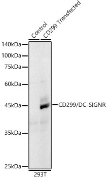 Western blot analysis of lysates from control 293T and CD299-293T trasfected cells,, using DC-SIGNR/CD299 Rabbit mAb at 1:3000 dilution.|Secondary antibody: HRP-conjugated Goat anti-Rabbit IgG (H+L) at 1:10000 dilution.|Lysates/proteins: 25μg per lane.|Blocking buffer: 3% nonfat dry milk in TBST.|Detection: ECL Basic Kit.|Exposure time: 90s.