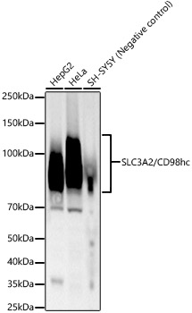Western blot analysis of various lysates, using SLC3A2/CD98hc Rabbit mAb at 1:2000 dilution.|Secondary antibody: HRP-conjugated Goat anti-Rabbit IgG (H+L) at 1:10000 dilution.|Lysates/proteins: 25μg per lane.|Blocking buffer: 3% nonfat dry milk in TBST.|Detection: ECL Basic Kit.|Exposure time: 30s.