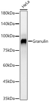 Western blot analysis of lysates from HeLa cells, using Granulin Rabbit mAb at 1:2000 dilution.|Secondary antibody: HRP-conjugated Goat anti-Rabbit IgG (H+L) at 1:10000 dilution.|Lysates/proteins: 25μg per lane.|Blocking buffer: 3% nonfat dry milk in TBST.|Detection: ECL Basic Kit.|Exposure time: 60s.