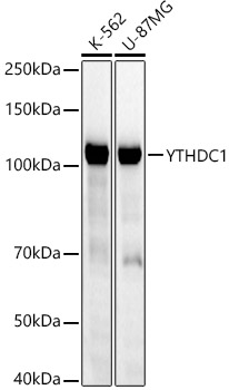 Western blot analysis of various lysates using [KD Validated] YTHDC1 Rabbit mAb at 1:2000 dilution incubated overnight at 4℃.|Secondary antibody: HRP-conjugated Goat anti-Rabbit IgG (H+L) at 1:10000 dilution.|Lysates/proteins: 25μg per lane.|Blocking buffer: 3% nonfat dry milk in TBST.|Detection: ECL Basic Kit.|Exposure time: 30s.